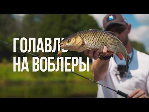 ЛЕТНЯЯ ЖАРА — ВРЕМЯ КРУПНОГО ГОЛАВЛЯ! Рабочие проводки и лучшие цвета воблера Lucky John Haira Tiny