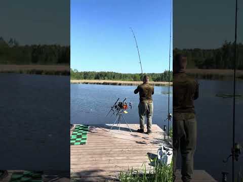 ‼️Обзор 28 сектора водоем «Ковалевичи»✨ #carpfishing #рыбалка #озеро
