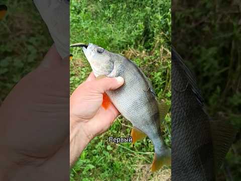 #окунь #спиннинг #рыбалка #fishing #неман