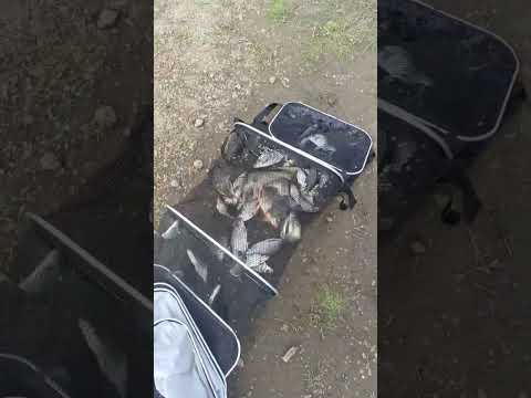Улов река Днепр #fishing