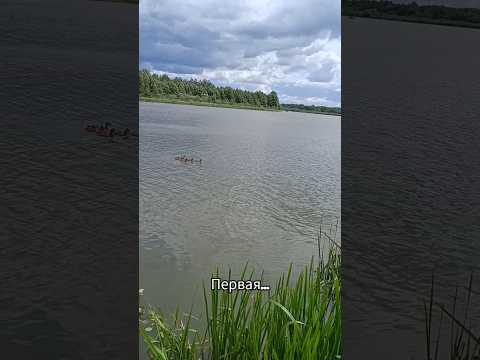 #fishing #рыбалка #густера #нафидер #неман