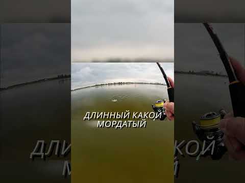 Шишка 1" от RVR рулит. Поймал хорошего окуня на ультралайт.#reels  #fishing #рыбалканаультралайт