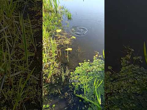 #fishing #рыбалка #поплавок #карась #неман