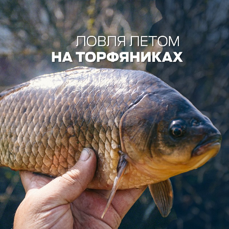 ​Для многих рыболовов торфяники летом — настоящая отдушина. Рыба здесь активна и предсказуема даже при смене погоды, а р